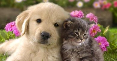 Δανειοδοτήθηκε το νέο κυνοκομείο του Δήμου Καβάλας στο Ζυγό, θα ξεκινήσει η μεταφορά αδέσποτων από την Άσπρη Άμμο σε αυτό